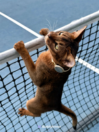 Aluminium Scratch Resistant  Pet Collar AirTag Holder - VOF