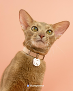 Anti-Choking Elastic Cat Collar - VOF