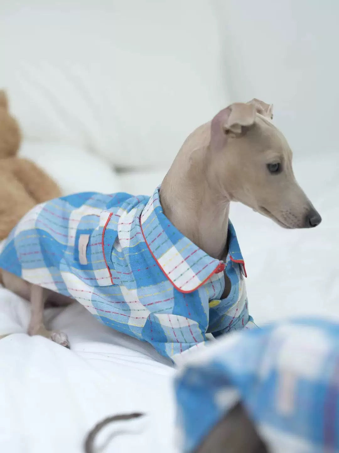 Dog wearing a blue and white checkered coat in a snowy setting