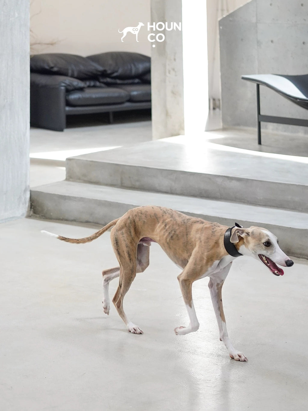 Leather Dog Collar-Leash Set - VOF