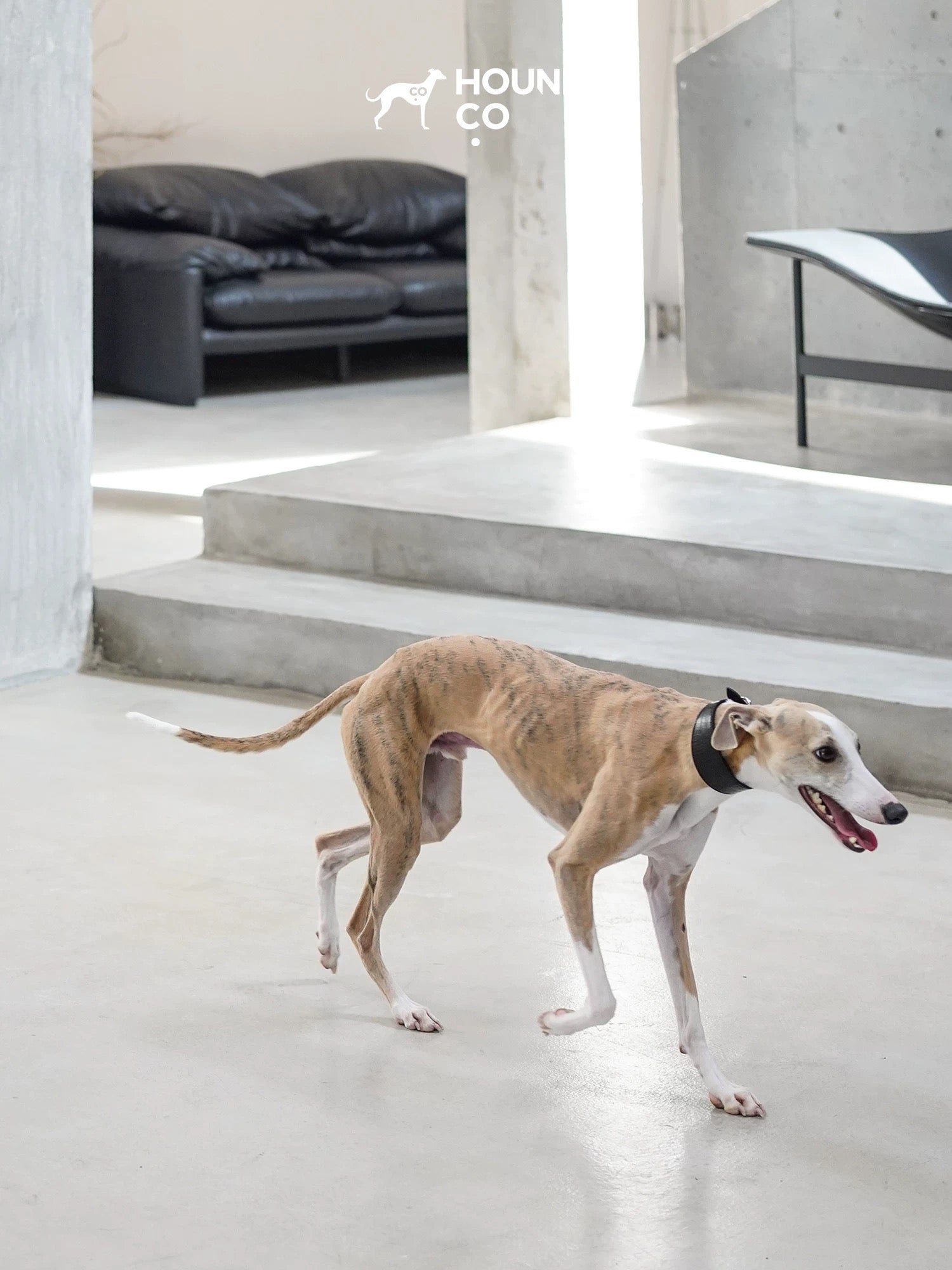 Leather Dog Collar-Leash Set - VOF