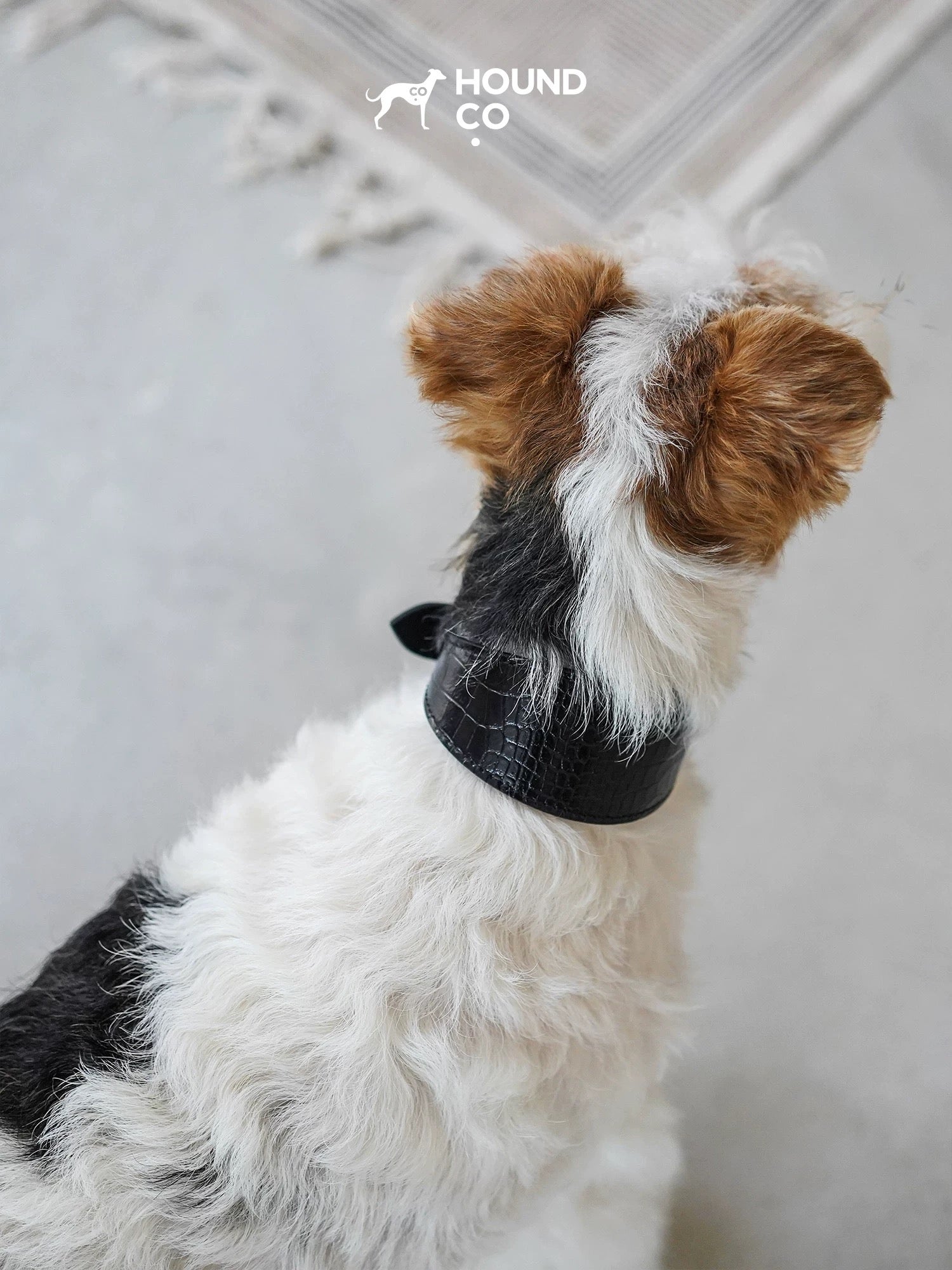 Leather Dog Collar-Leash Set - VOF