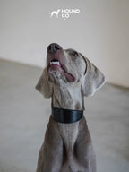 Leather Dog Collar-Leash Set - VOF