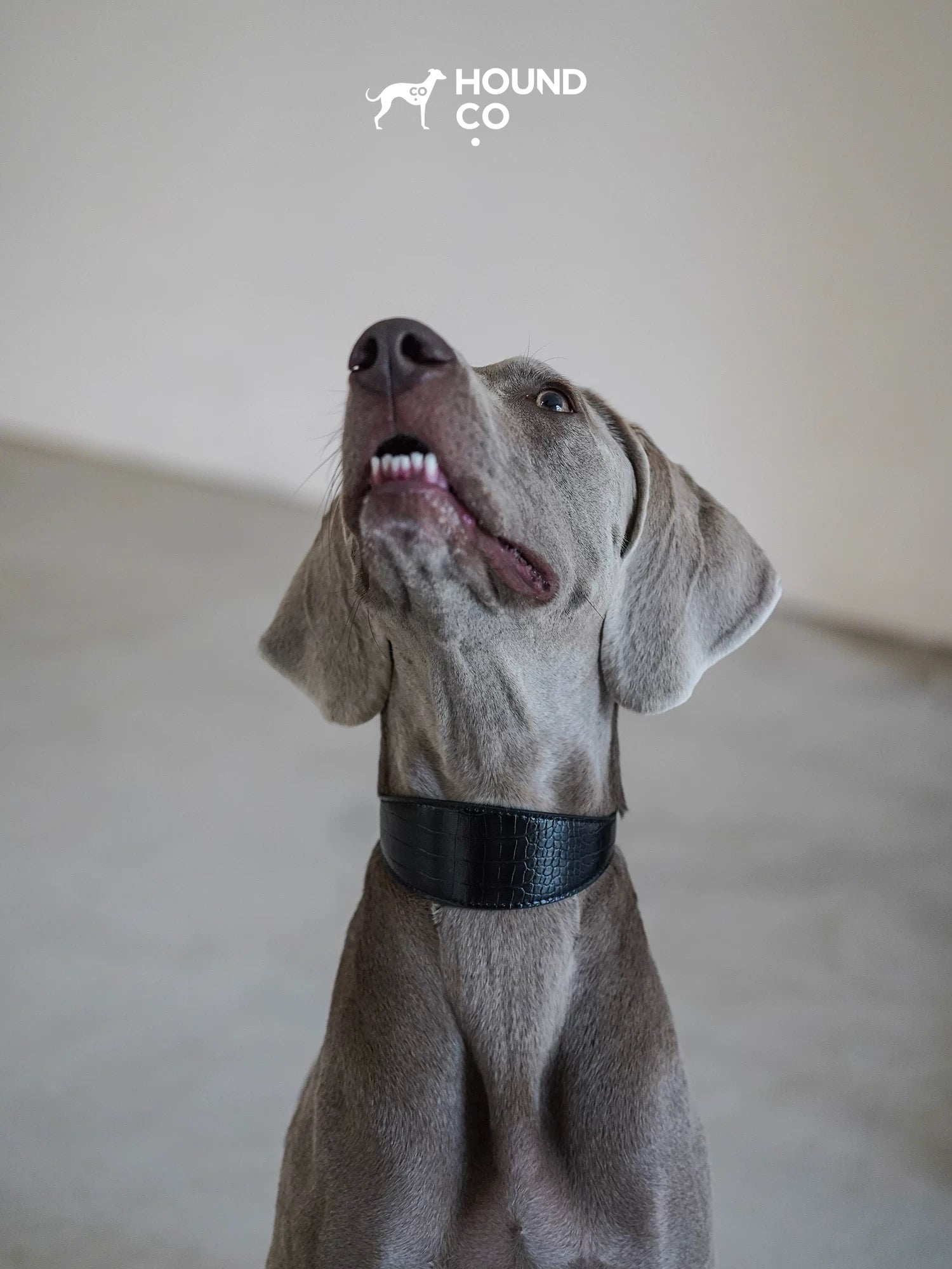 Leather Dog Collar-Leash Set - VOF