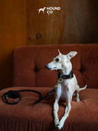 Leather Dog Collar-Leash Set - VOF