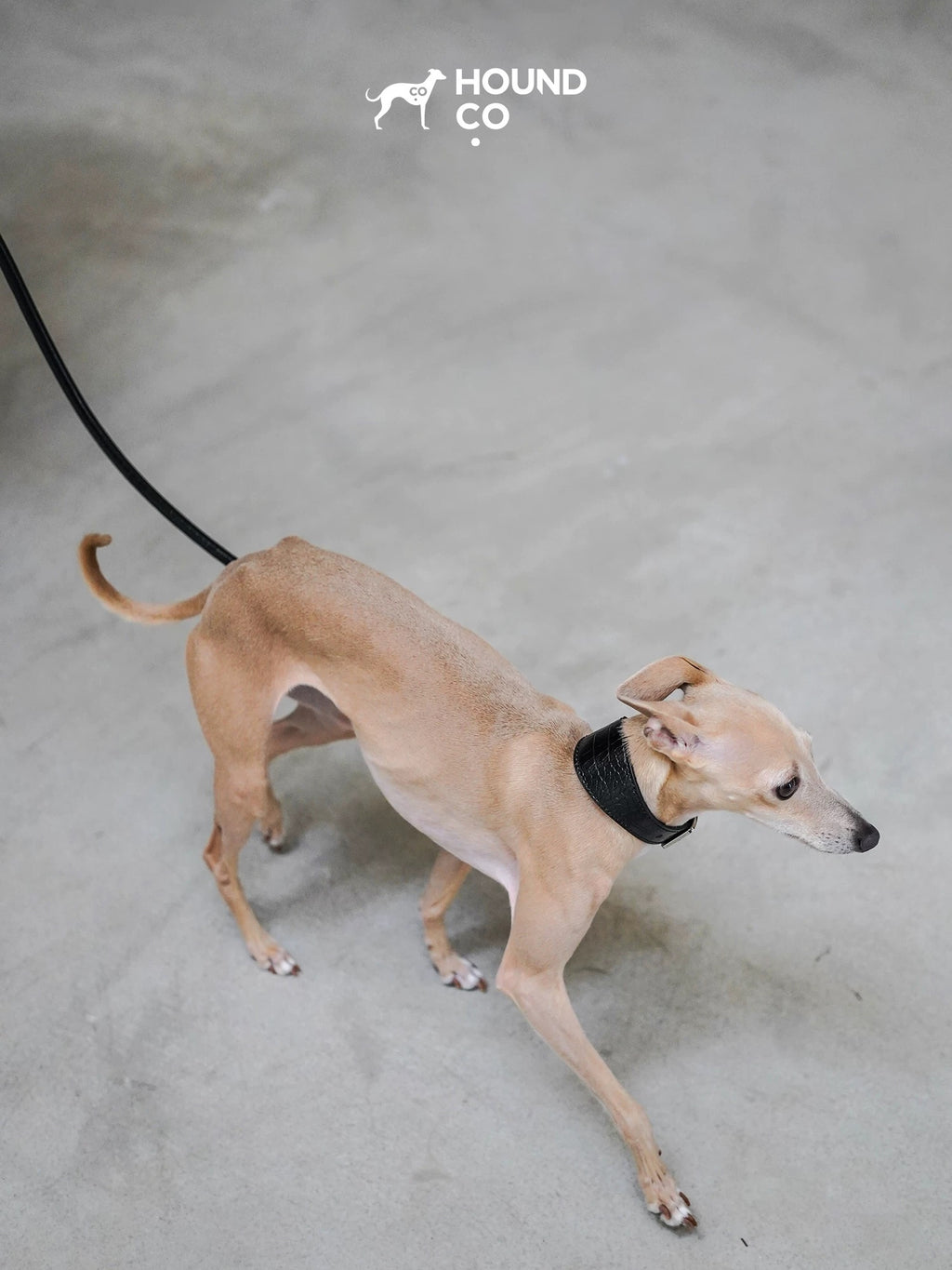 Leather Dog Collar-Leash Set - VOF