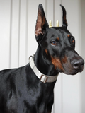 Dog Collar Silver - VOF