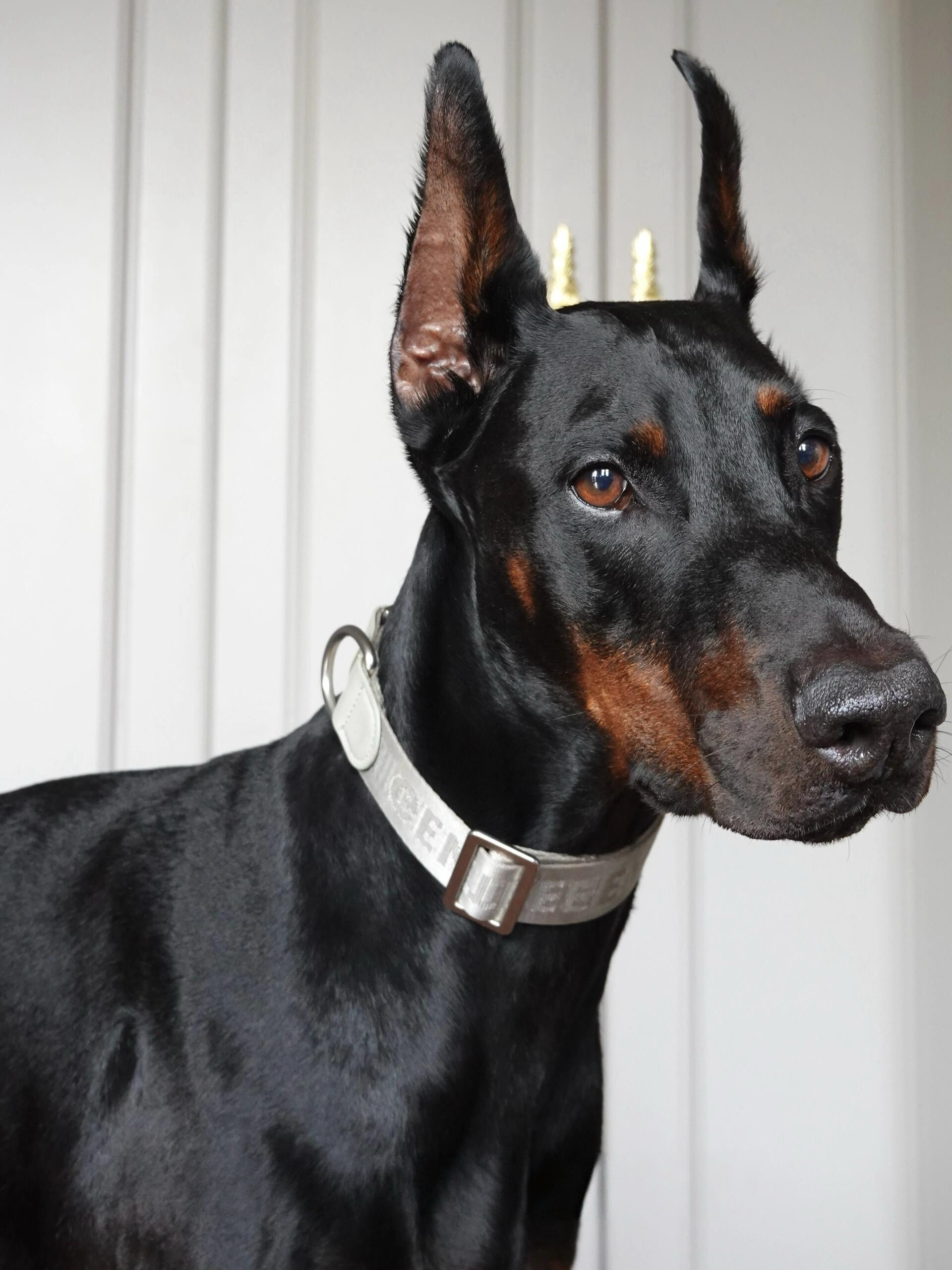 Dog Collar Silver - VOF