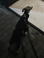 GENTLEBEAST black dog leash featuring a sturdy clip and comfortable handle, ideal for daily walks and training sessions.