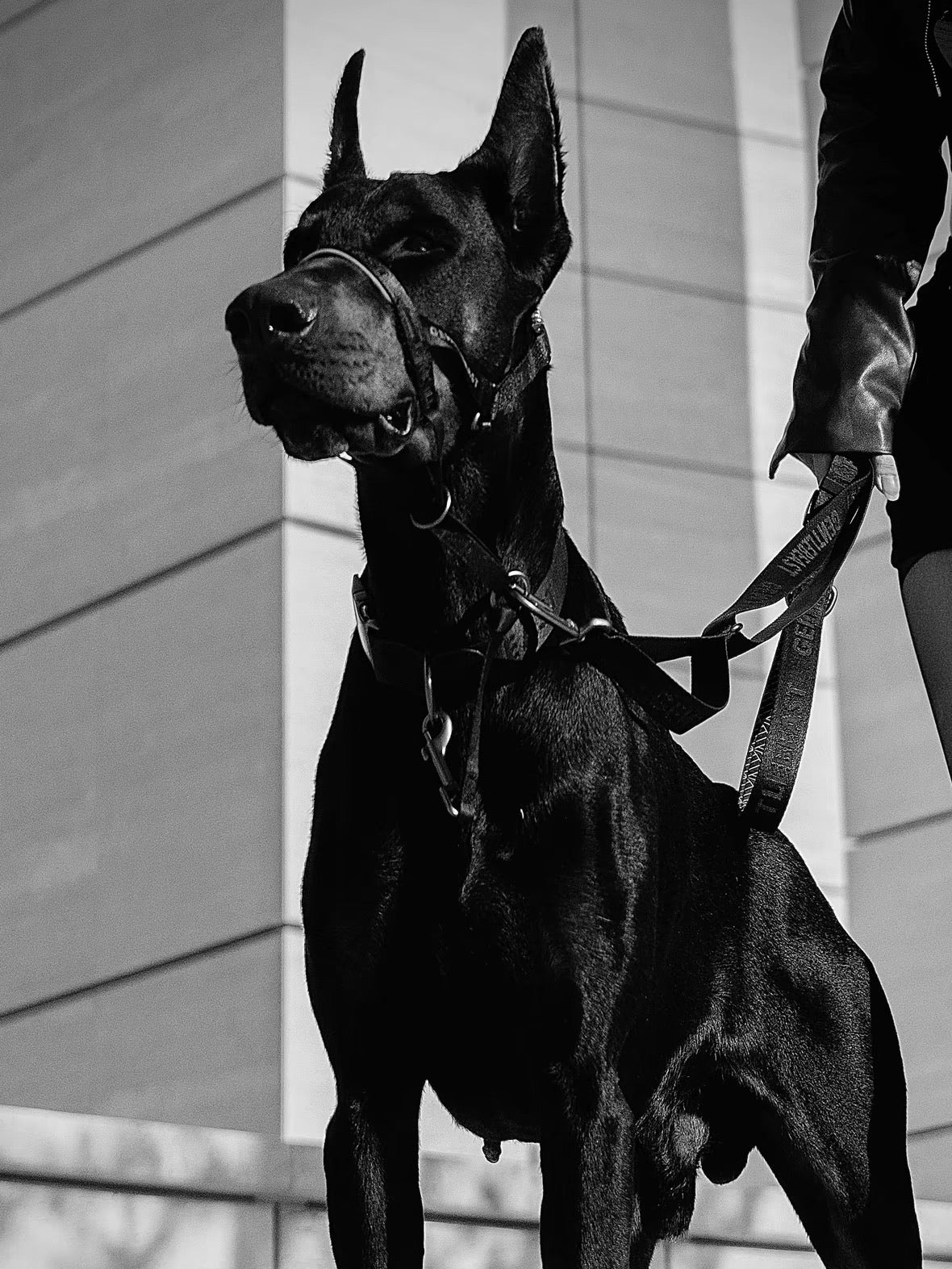 Black GENTLEBEAST dog leash displayed on a wooden surface with metal clip and comfortable grip handle.