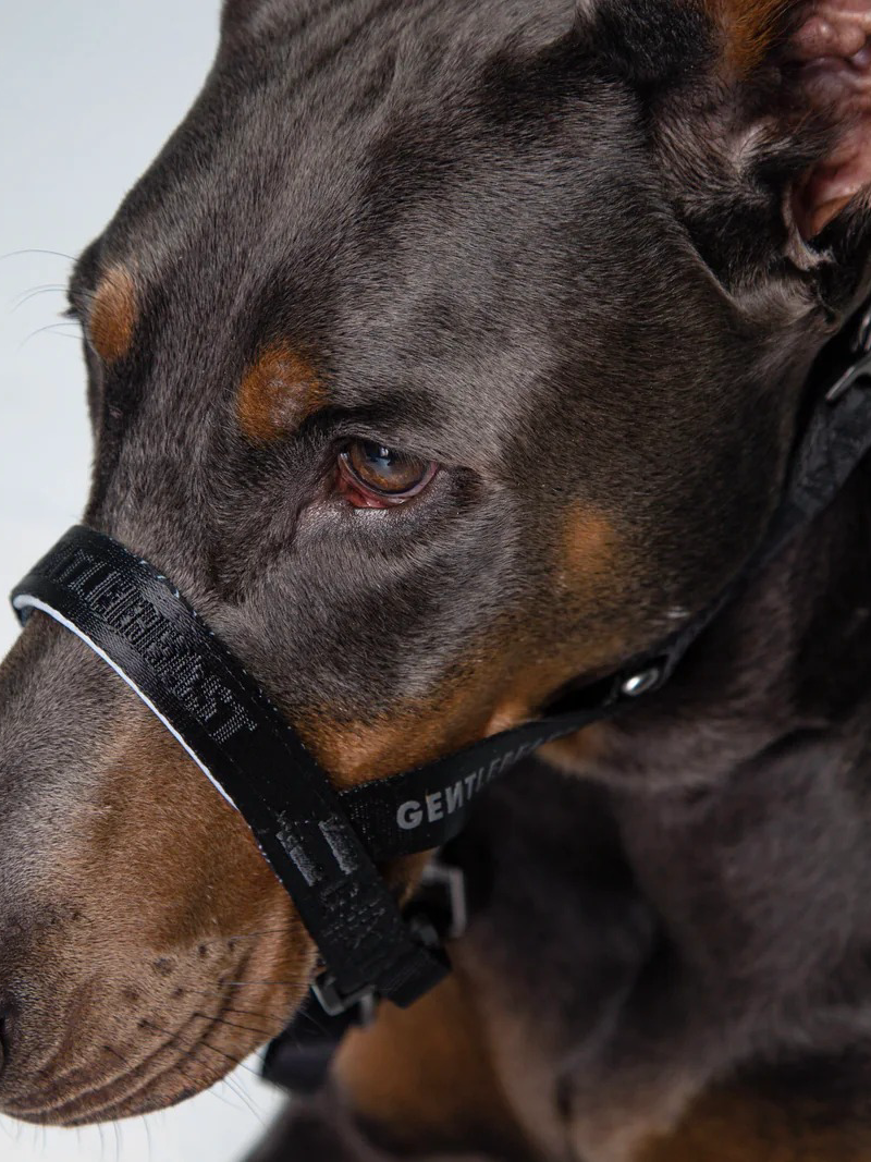 Black GENTLEBEAST dog headcollar on a white background, showcasing adjustable straps and a secure fit for training.