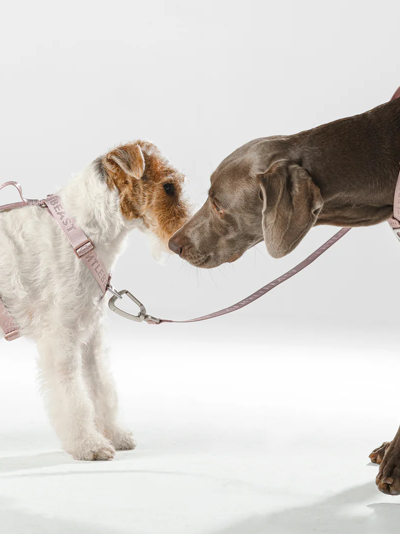 GENTLEBEAST pink dog leash displayed on a textured surface, showcasing its length and sturdy clasp.