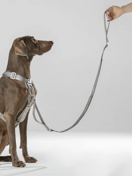GENTLEBEAST silver dog leash displayed against a wooden background, showcasing its sleek design and sturdy clip.