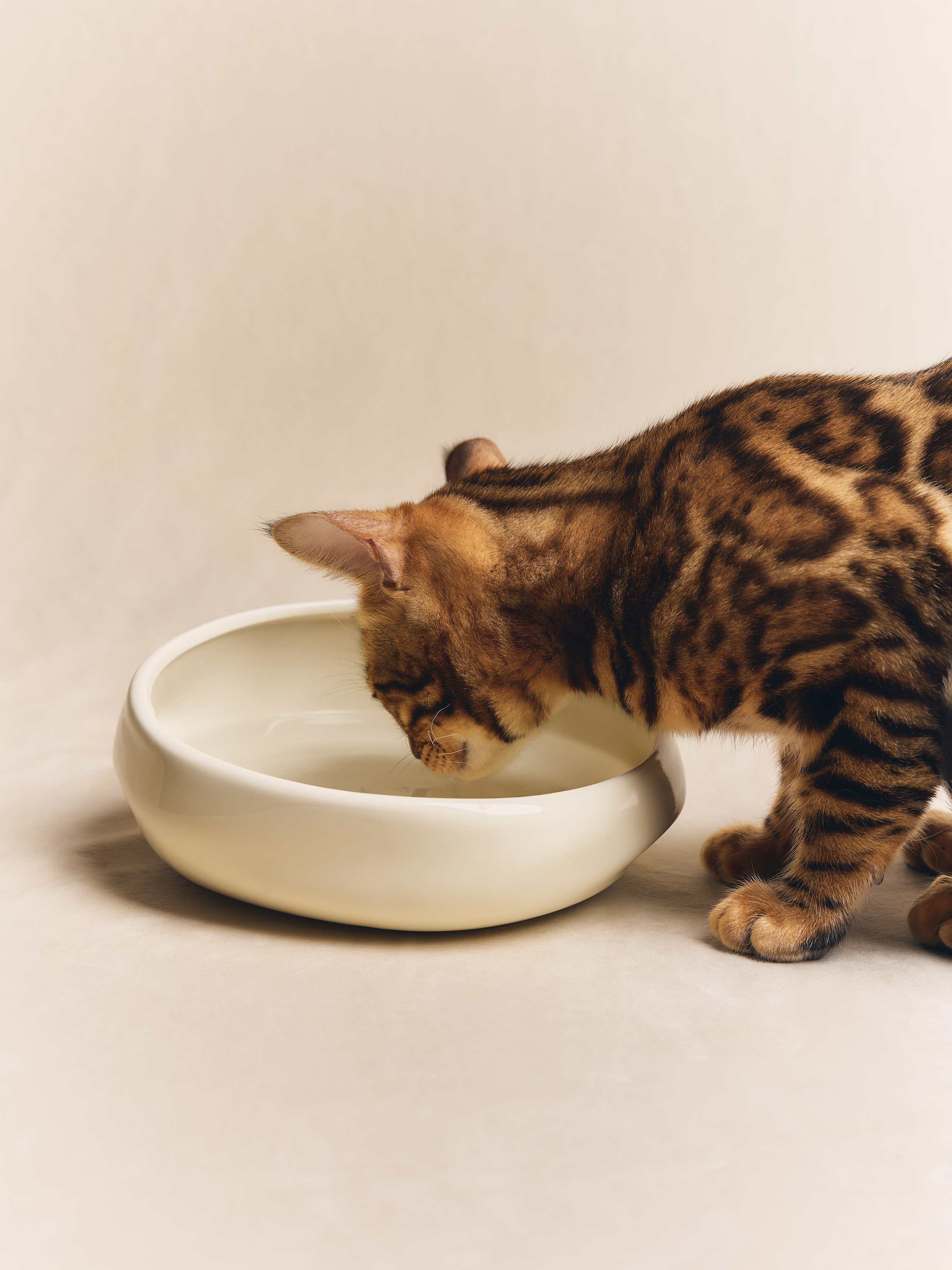Ceramic pet bowl by KAMA MUTA, featuring a smooth finish and stylish design for cats and dogs.