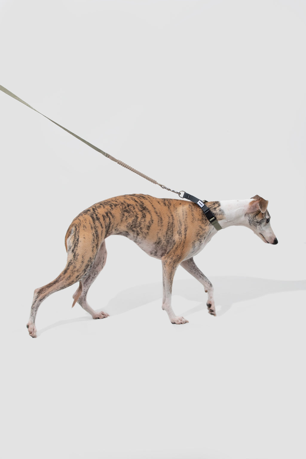 Dog Leash
