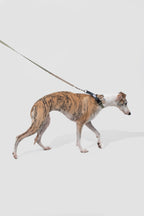 Dog Leash