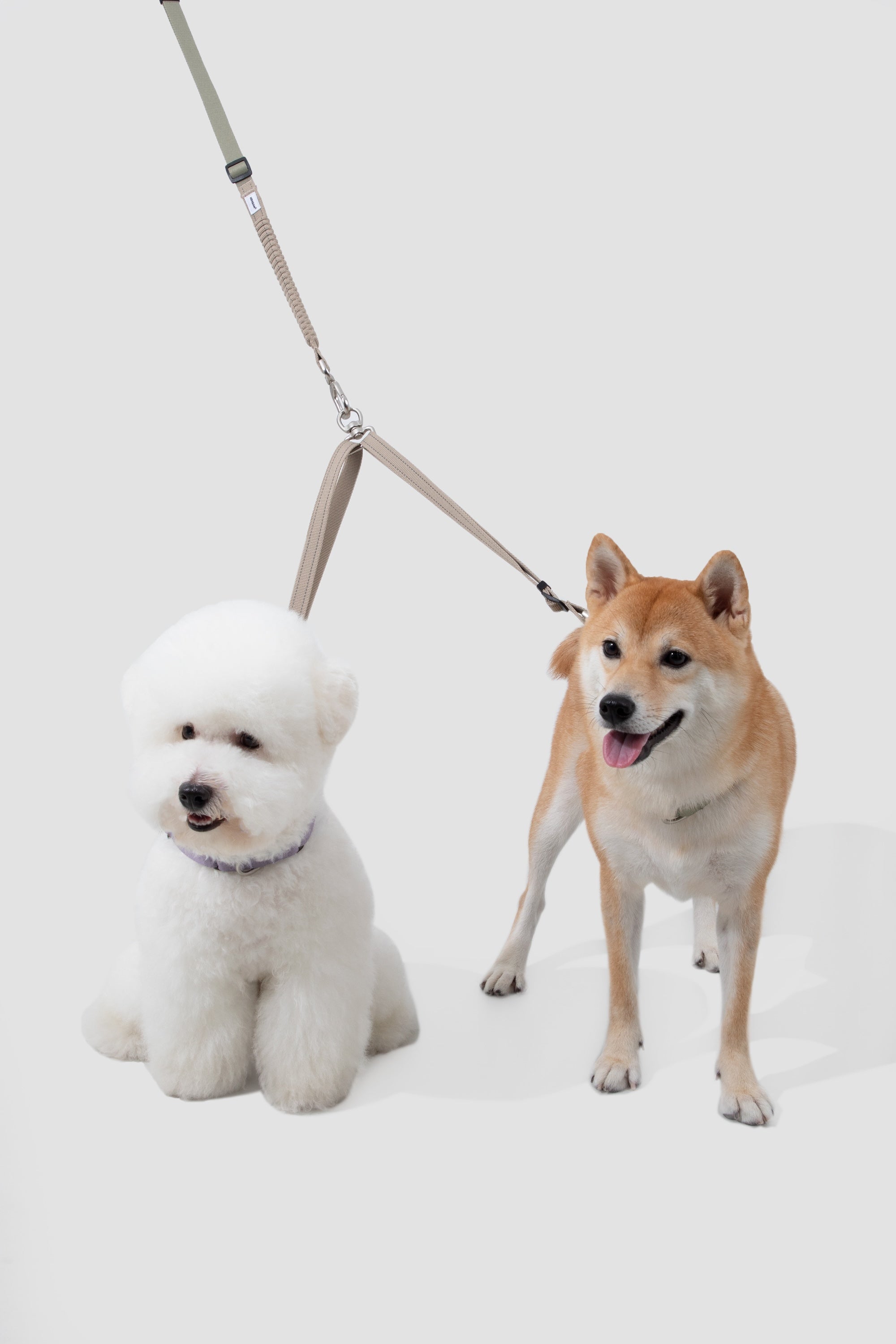 Two dogs on a double-end leash against a white background