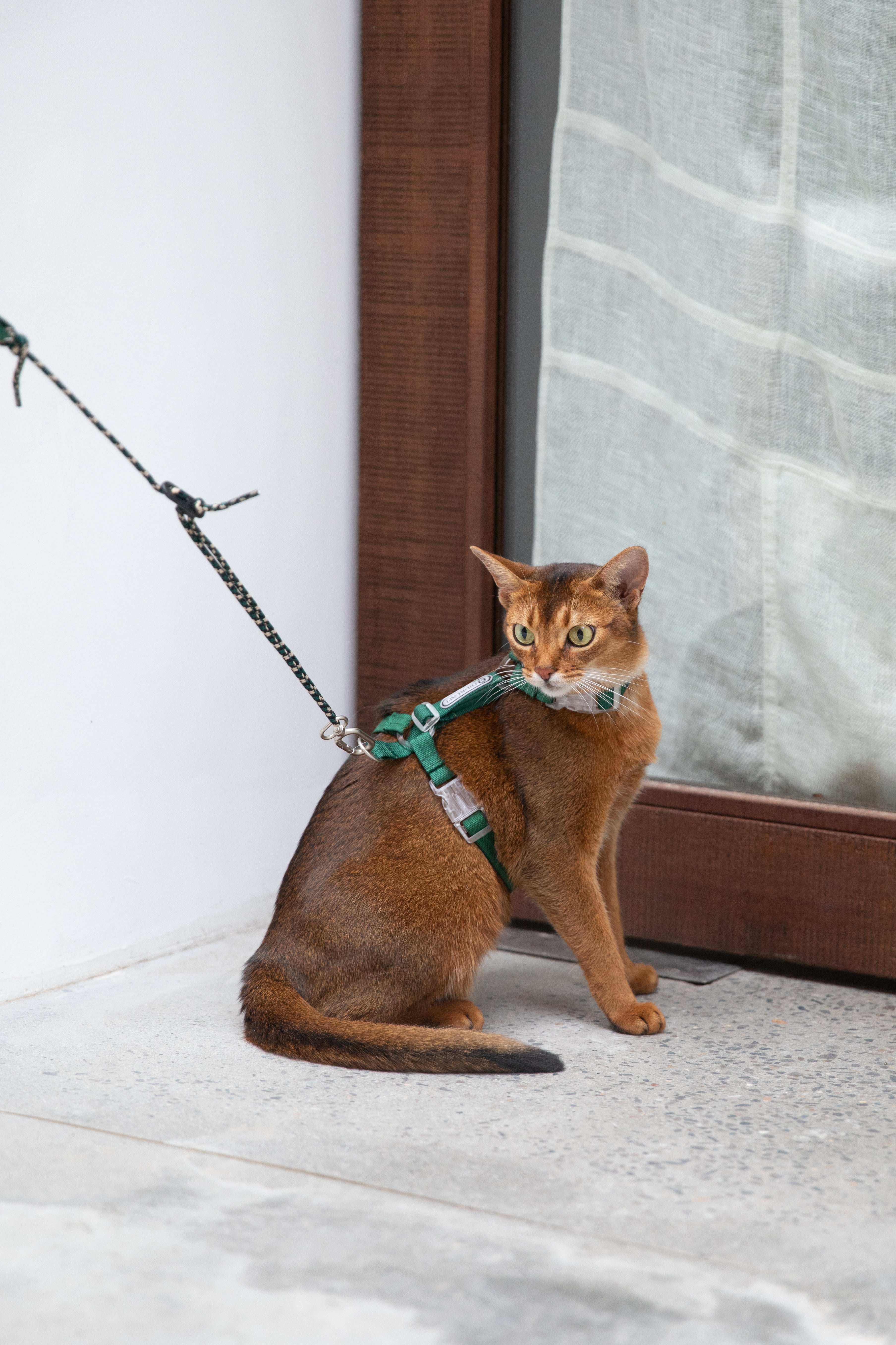 Cat Harness Set