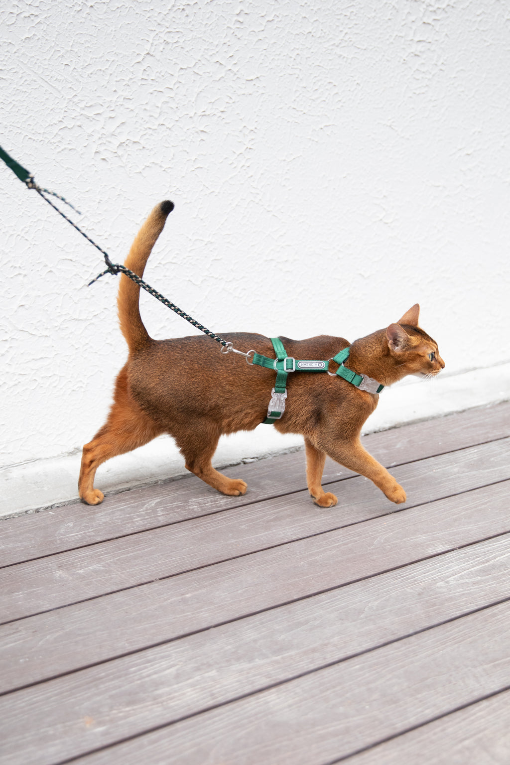 Cat Harness Set