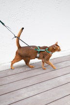 Cat Harness Set