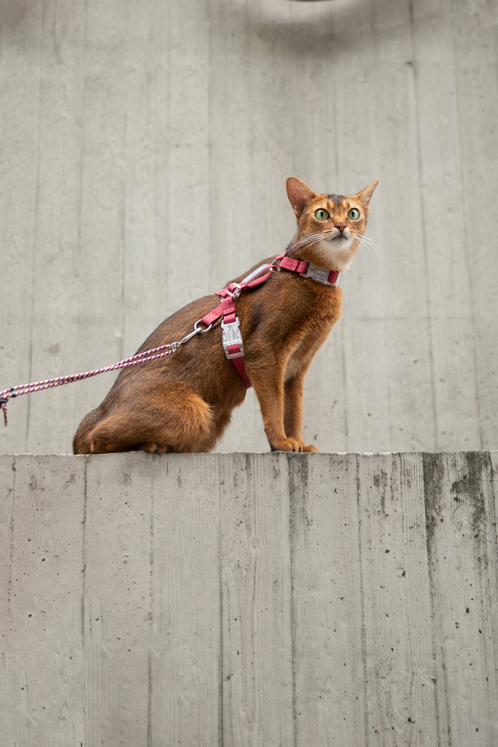 Cat Harness Set