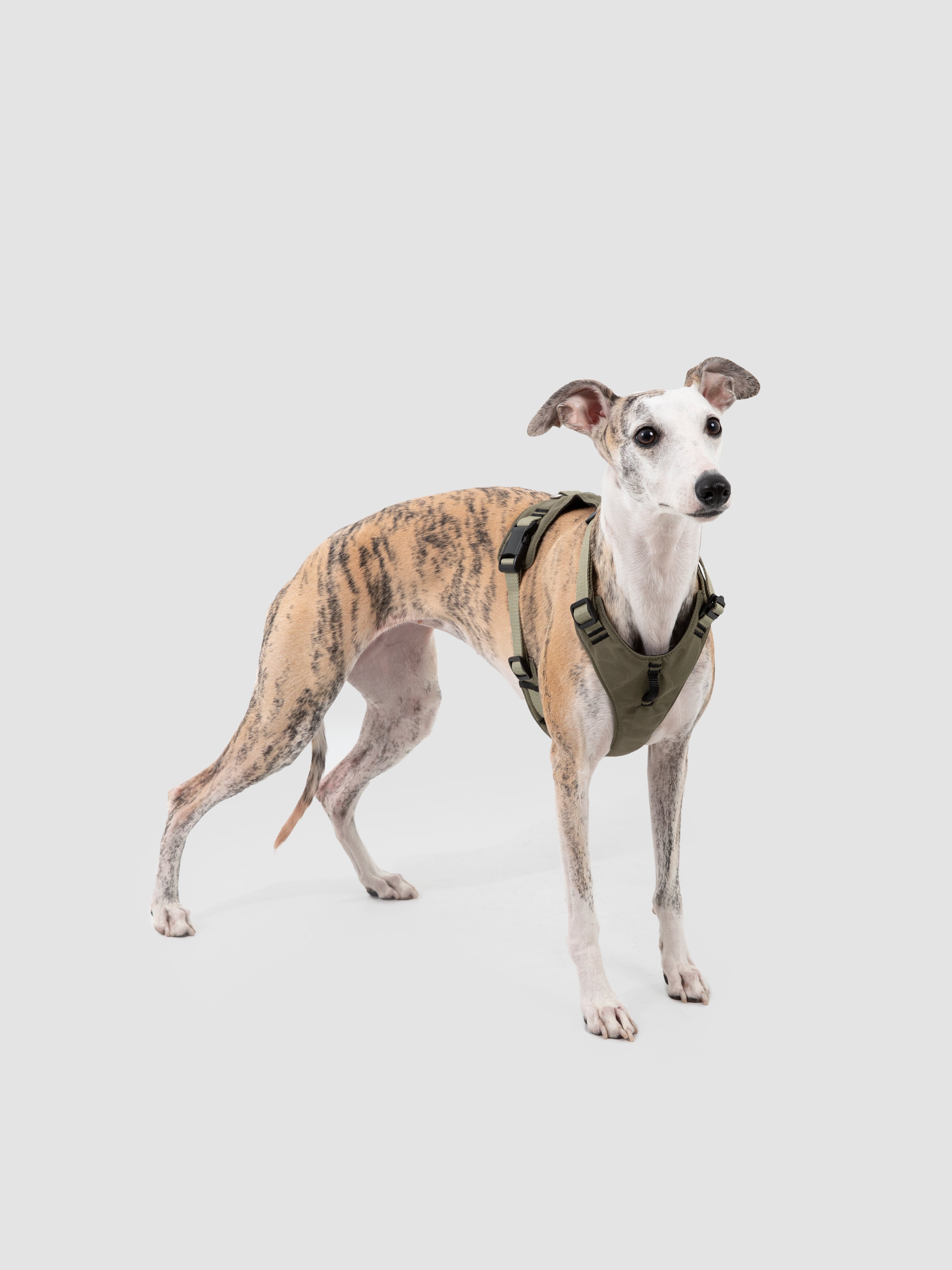 Ergonomic Dog Harness