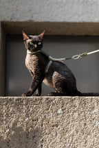 Cat Harness Leash Set