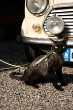 Cat Harness Leash Set