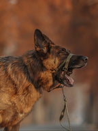 Dog Headcollar Green - VOF