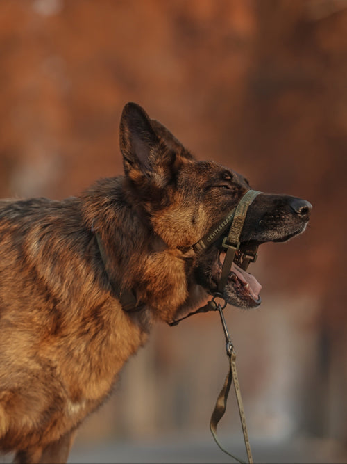 Dog Headcollar Green - VOF