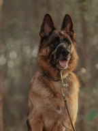 Dog Headcollar Green - VOF