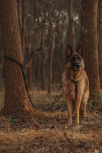 GENTLEBEAST green dog leash displayed on a wooden surface, showcasing its sturdy design and comfortable grip.