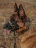 Dog Headcollar Green - VOF