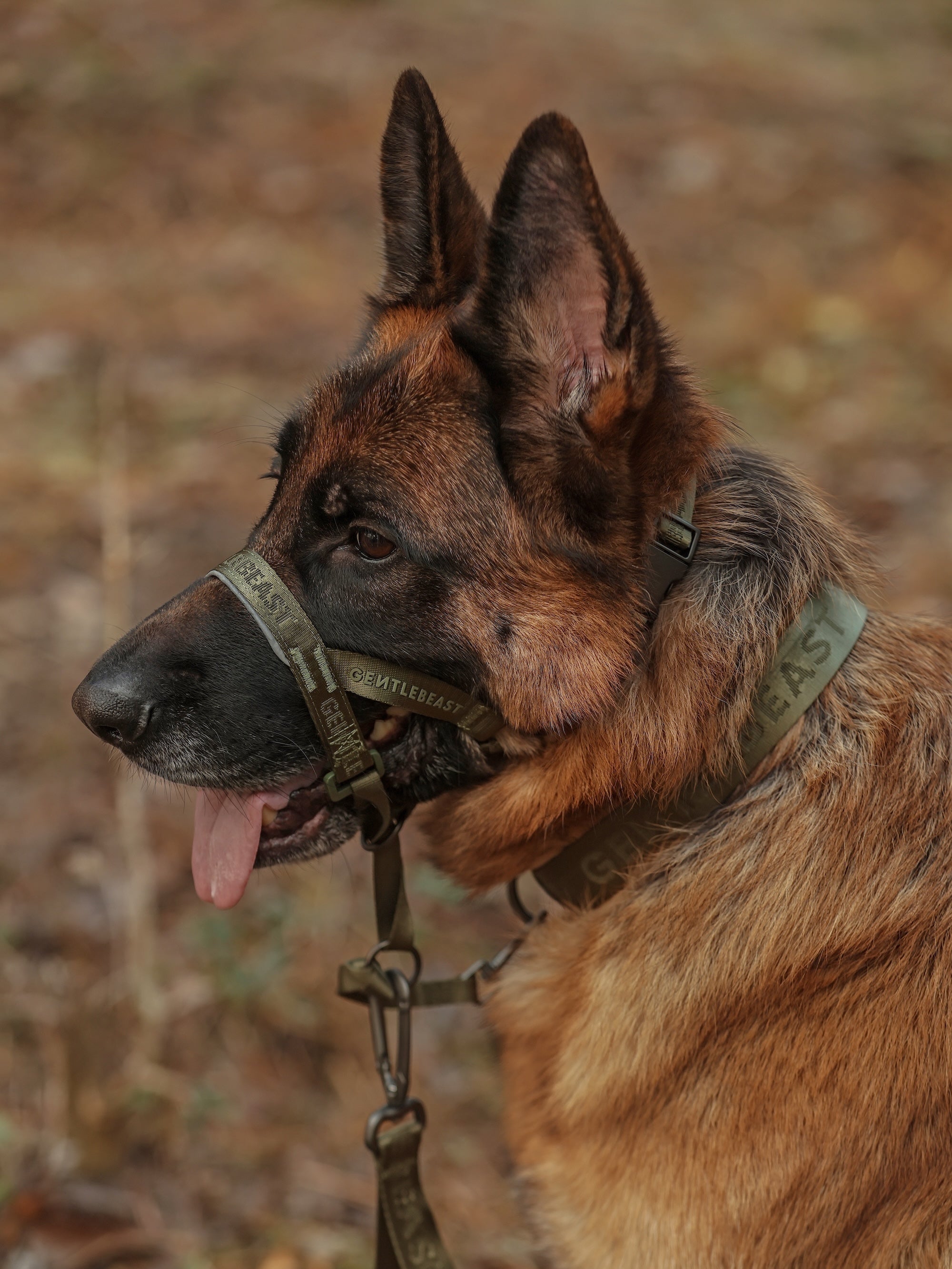 Dog Headcollar Green - VOF
