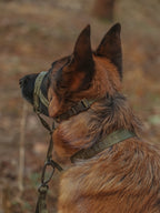 Dog Headcollar Green - VOF