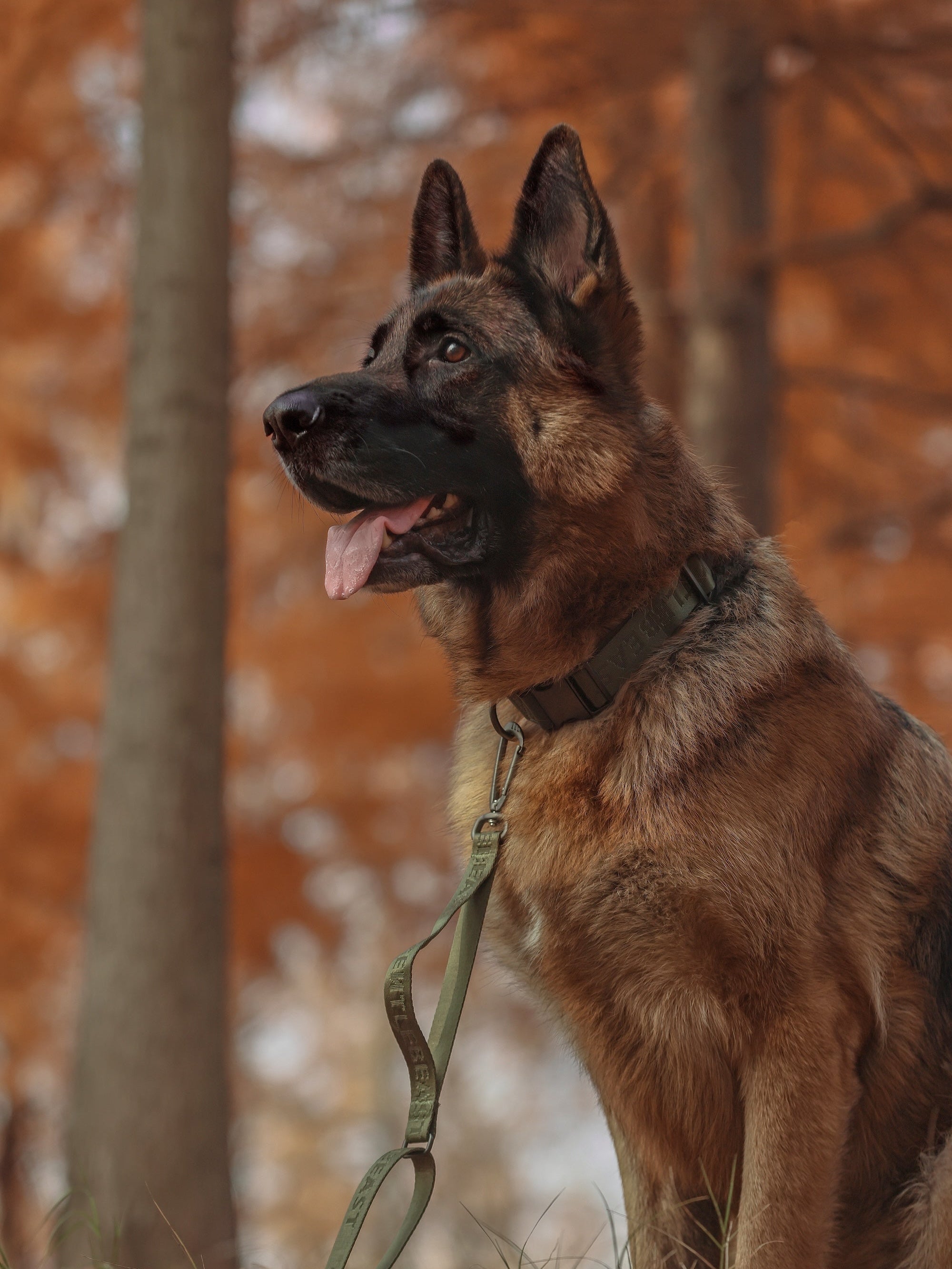 Dog Collar Green - VOF