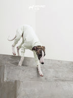 Dog in a white outfit climbing a set of stairs with 'Hound Co' branding.
