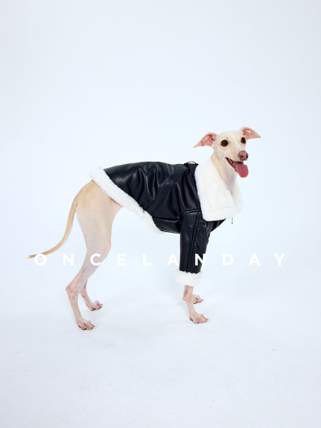 Dog Biker Jacket