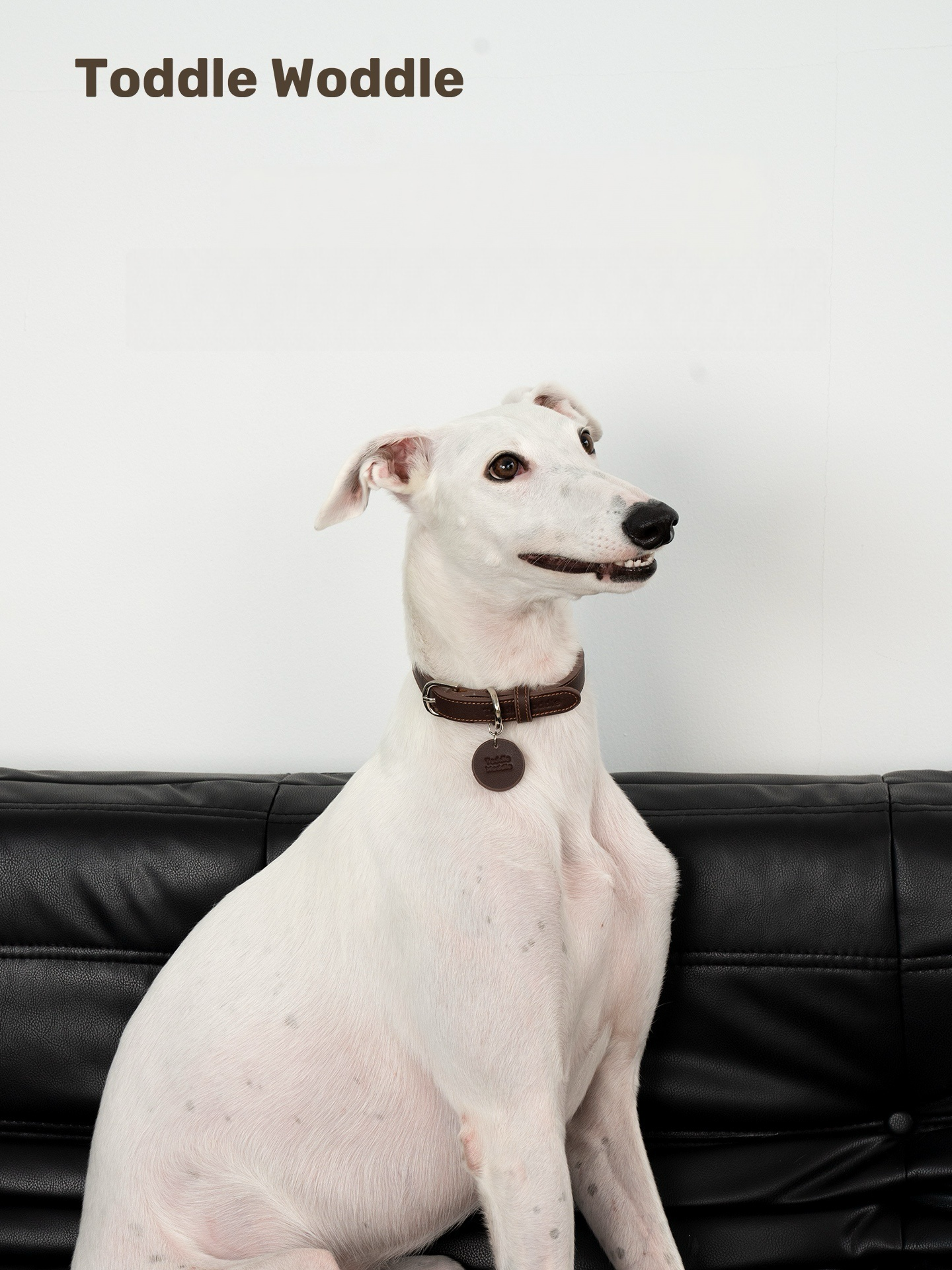 Leather Dog Collar - VOF