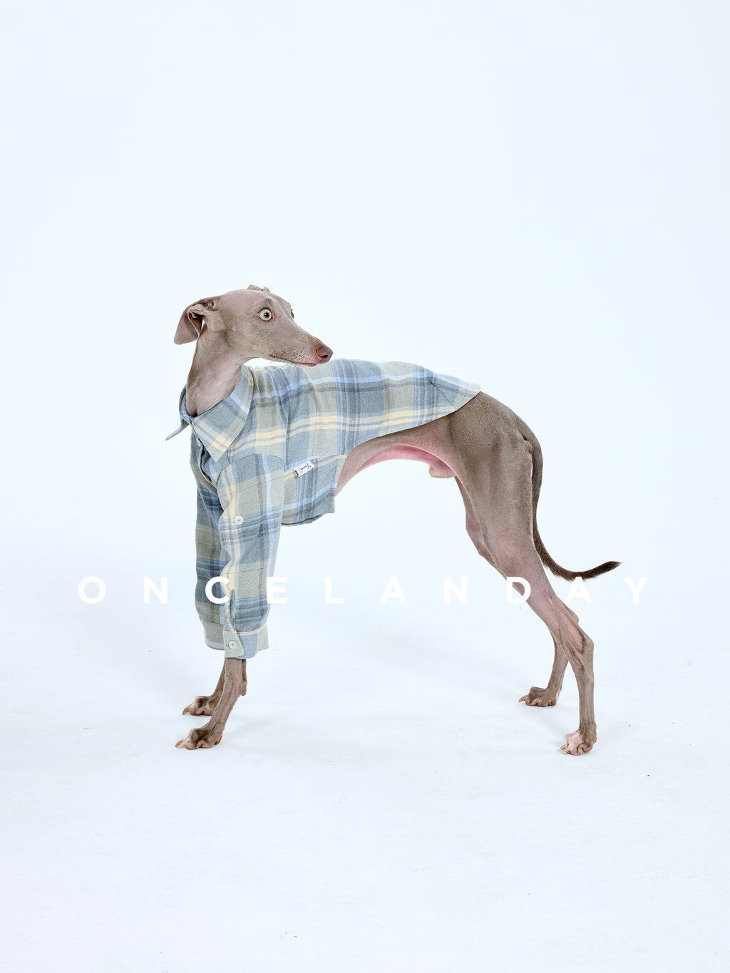 Plaid Dog Shirt