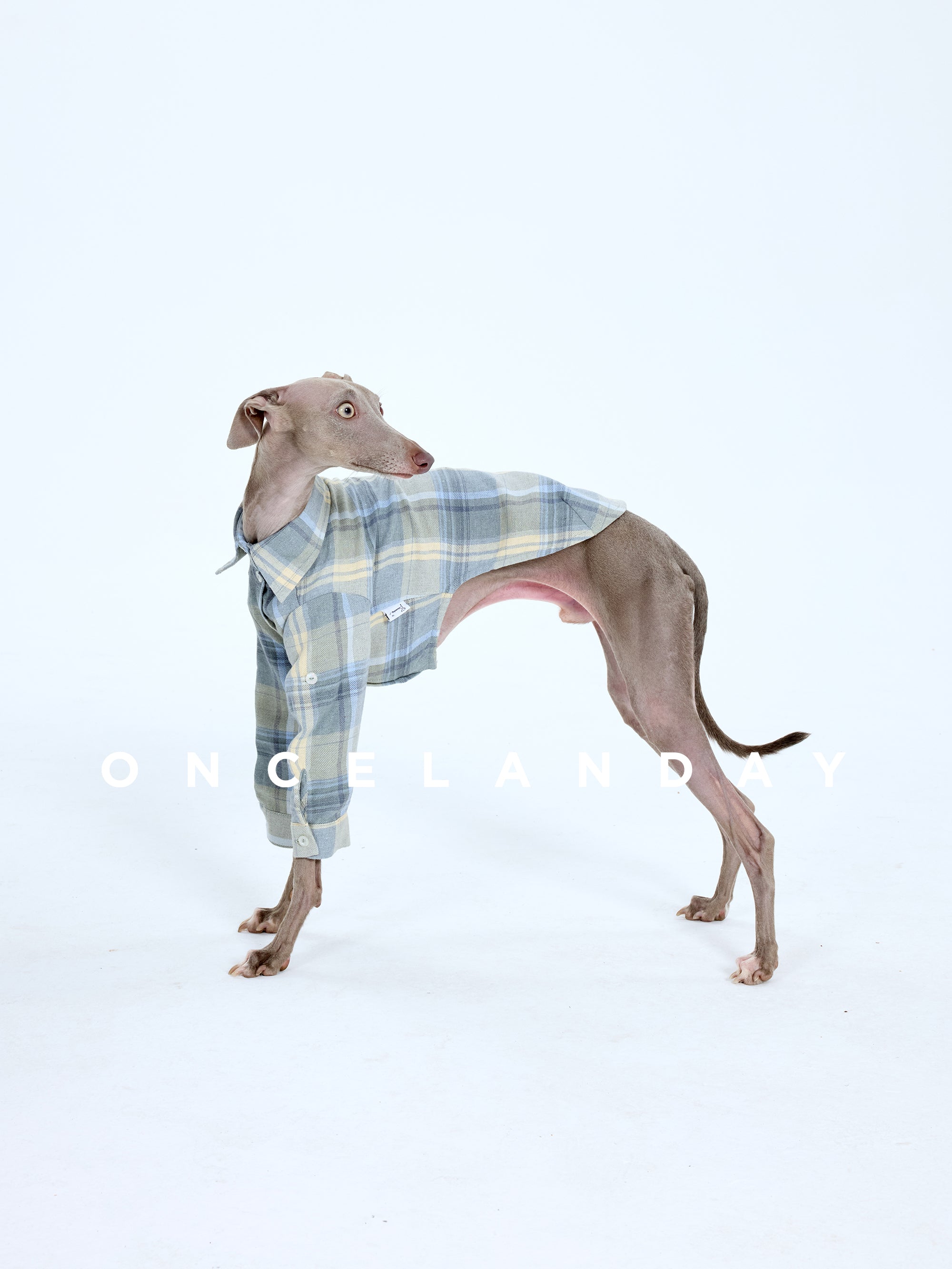 Plaid Dog Shirt