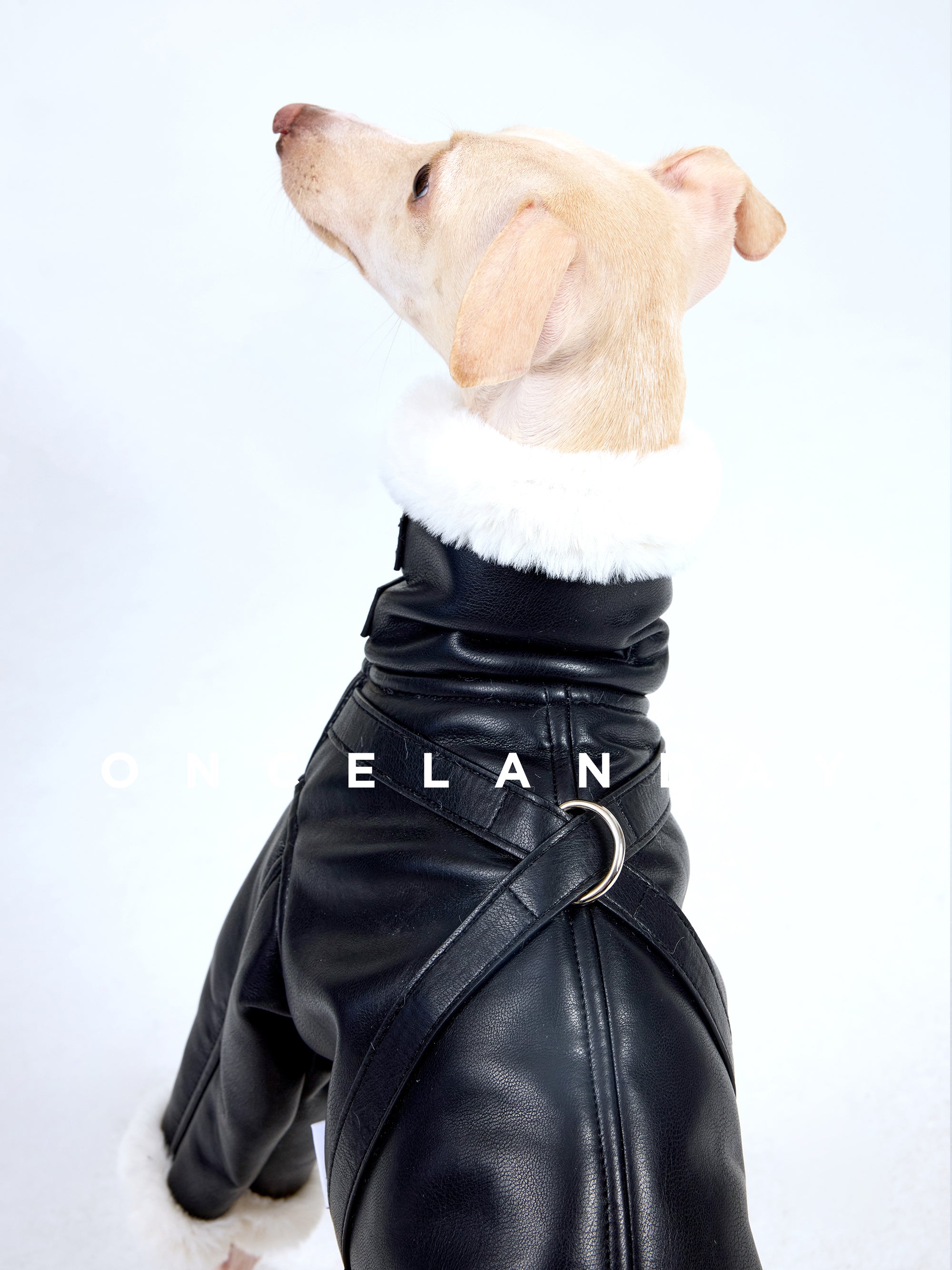 Dog Biker Jacket