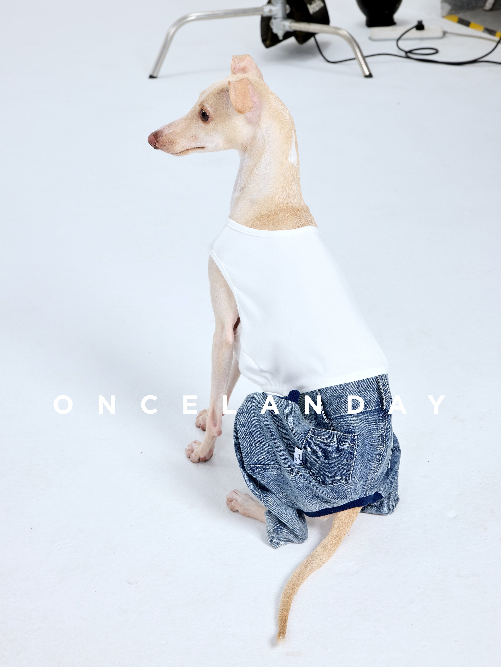 Dog Jeans