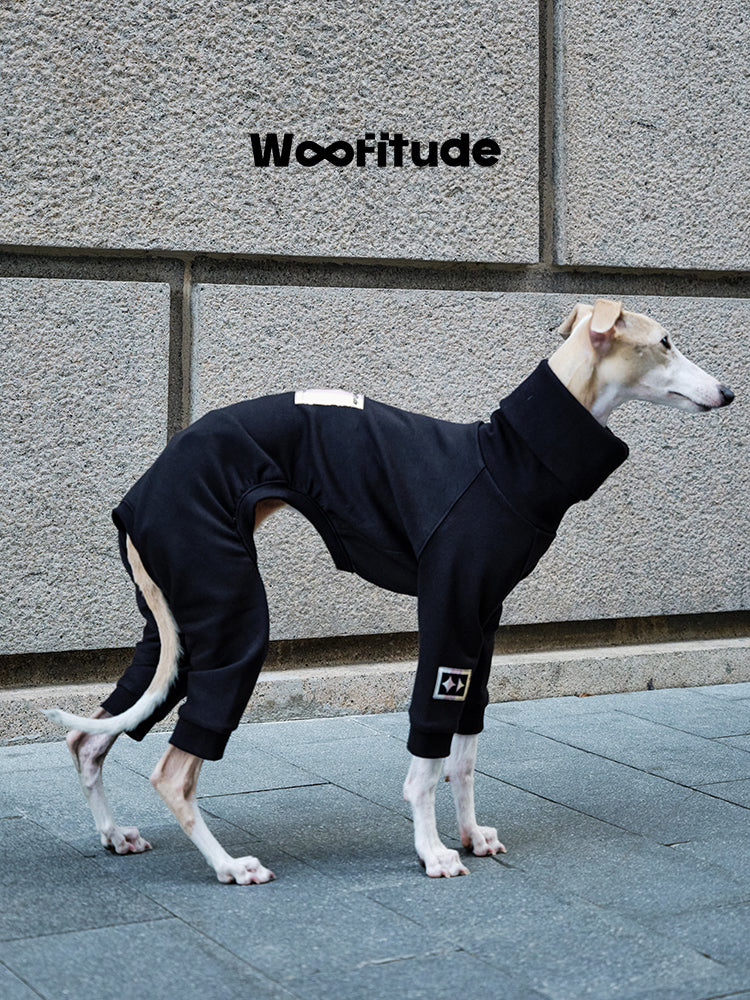 Italian Greyhound wearing black dog suit, sitting on pavement with high neck design for warmth and coverage.
