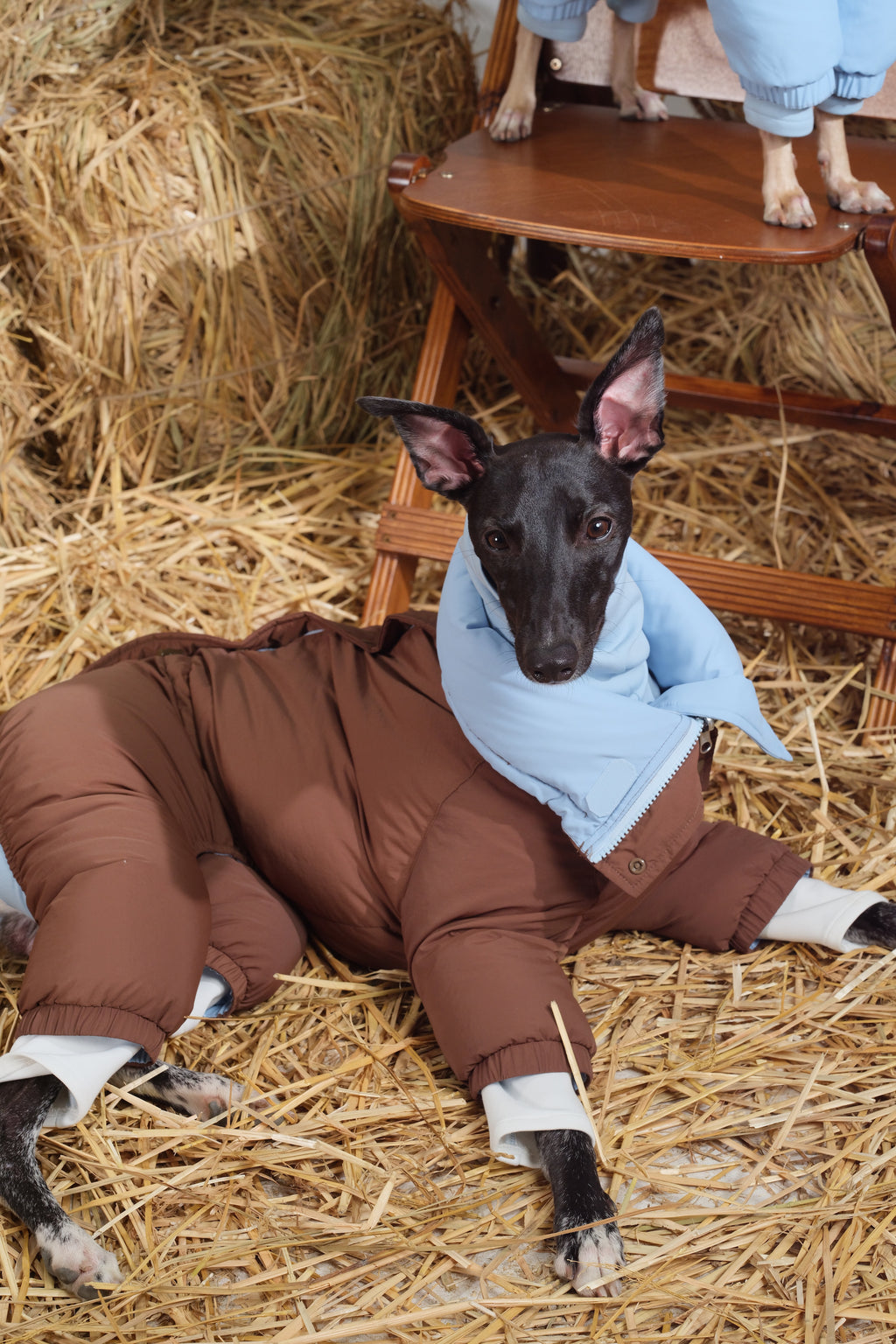 Reversible Waterproof Dog Down Jacket