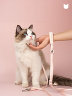 Cat being held by a hand with a pink cat leash on a pink background