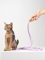 Cat on a purple leash held by a person's hand against a white background