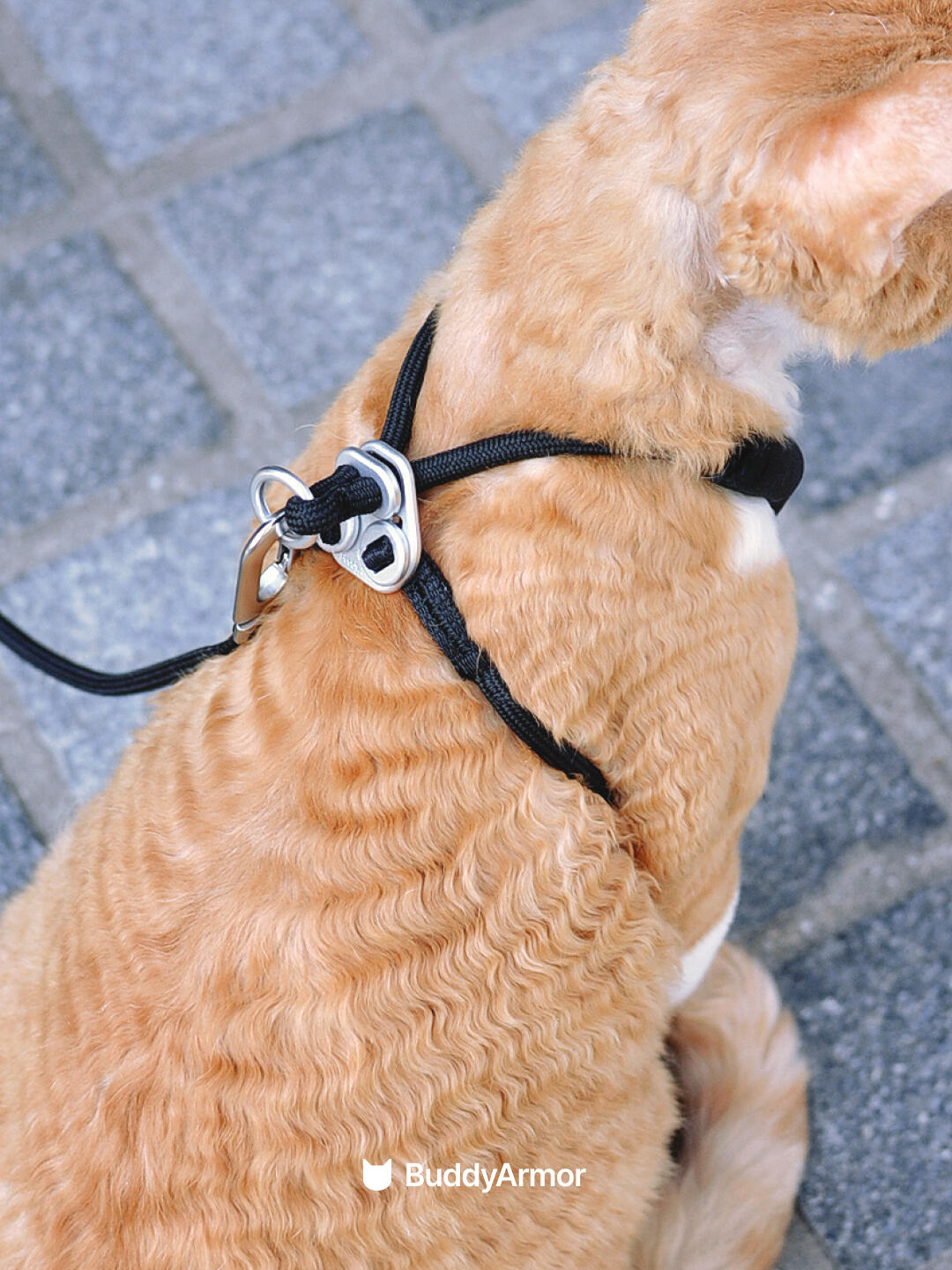 Cat wearing a black harness with 'BuddyArmor' branding on a pavement background