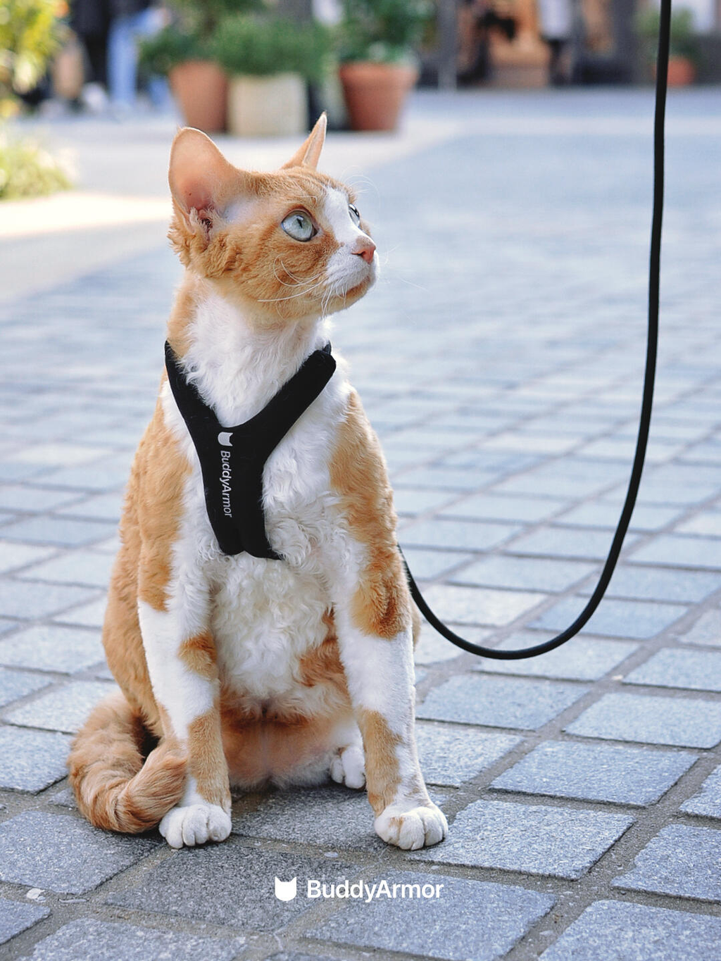 Cat wearing a harness and leash on a paved walkway