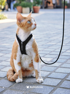 Cat wearing a harness and leash on a paved walkway